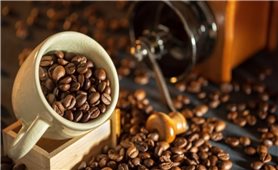 Giá cà phê hôm nay 2/3: Thị trường trong nước tiếp đà giảm nhẹ