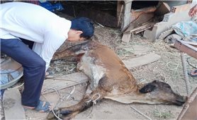 Bệnh viêm da nổi cục trên trâu, bò bùng phát tại Bình Định và Quảng Ngãi