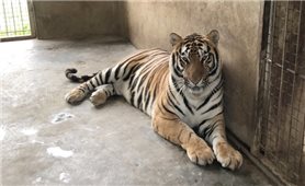 Vườn thú Hà Nội sẽ nhận nuôi 8 con hổ thu từ nhà dân ở Nghệ An
