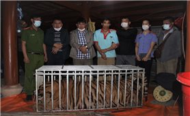 Điện Biên: Bắt giữ 3 đối tượng khi đang giết hổ tại nhà riêng