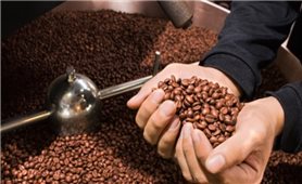 Giá cà phê hôm nay 21/3: Dao động khoảng 41.200 - 41.800 đồng/kg