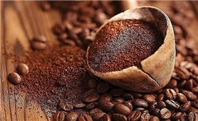 Giá cà phê hôm nay 30/3: Dao động khoảng 40.800 - 41.400 đồng/kg