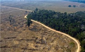 Rừng Amazon bị tàn phá nghiêm trọng
