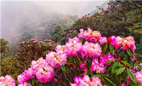 Khám phá vẻ đẹp của núi Tả Liên Sơn