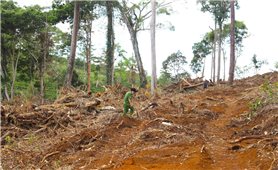 Lâm Đồng chỉ đạo điều tra các băng nhóm phá rừng, xử lý cán bộ cấu kết, tiếp tay