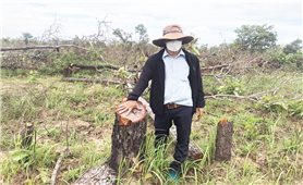 Đắk Lắk: Đề nghị làm rõ trách nhiệm tập thể, cá nhân để hàng trăm héc ta rừng bị phá
