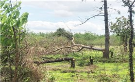 Vụ phá rừng ở Đắk Lắk: Cục Kiểm lâm cử cán bộ Đội Kiểm lâm đặc nhiệm kiểm tra, xác minh