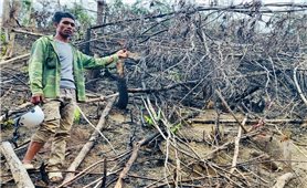 Lâm Đồng: Khởi tố vụ phá gần 5.000 m2 rừng ở huyện Đam Rông