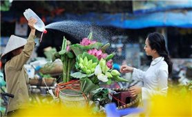 Giới thiệu 100 bức ảnh đẹp về sen trong đời sống văn hóa Việt Nam
