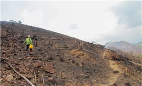 Đắk Lắk: Đề nghị xử lý các vụ việc phá rừng trái pháp luật