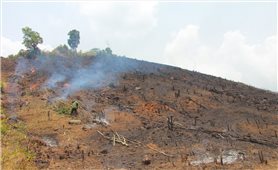 Đắk Lắk: Dân phá rừng chiếm đất... như chốn không người