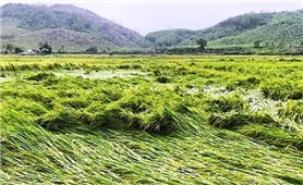 Hàng ngàn ha lúa vùng Trung bộ bị ngã đổ do mưa lớn