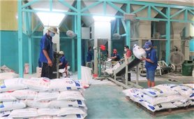 Gạo Việt Nam được xuất khẩu mạnh sang các nước ASEAN
