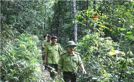 Ngăn chặn, xử lý tình trạng phá rừng, lấn chiếm đất rừng trái pháp luật