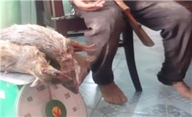 Lâm Đồng: Bắt giữ đối tượng săn bắn động vật hoang dã