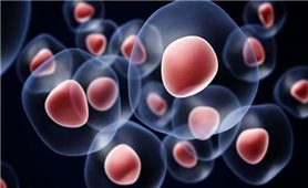 Ứng dụng của tế bào gốc từ máu cuống rốn trong điều trị các biến chứng ở trẻ sinh non