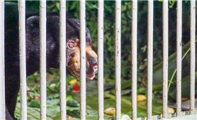 Giải cứu thành công cá thể gấu chó bị nuôi nhốt 10 năm