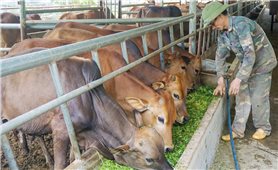 Lào Cai: Nông dân khó tiếp cận chính sách khuyến khích phát triển nông nghiệp của tỉnh