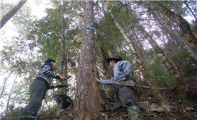 2 cây bách tán Đài Loan hơn 200 tuổi được công nhận Cây Di sản Việt Nam