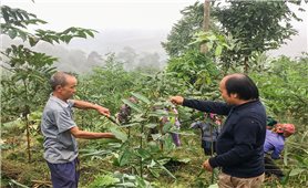 Lào Cai: Nông dân chuyển hướng sản xuất hữu cơ nâng cao giá trị sản phẩm nông nghiệp