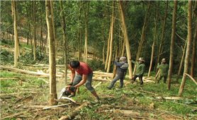 Phát triển rừng bền vững ở Nghệ An