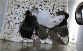 Kỳ tích khoa học: Nhân bản chuột từ tế bào đông khô