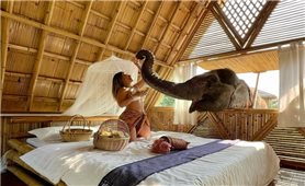 Khu nghỉ dưỡng thân thiện với voi ở Thái Lan