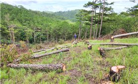 Lâm Đồng: Hơn 23 ha rừng bị mất sau khi giao cho doanh nghiệp thực hiện dự án trồng rừng