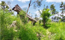 Vụ chặt phá cây rừng ở huyện biên giới Chư Prông: UBND tỉnh Gia Lai yêu cầu xác minh đối tượng vi phạm để xử lý nghiêm