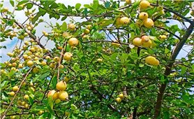 Cách trồng và chăm sóc cây táo mèo cho năng suất cao