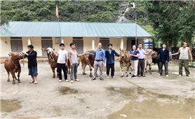 Trao tặng bò sinh sản cho hộ hội viên nghèo vùng cao biên giới Mèo Vạc