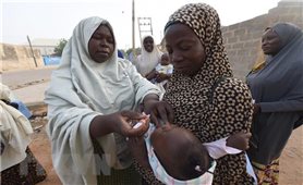 Nigeria: Đã có 171 ca tử vong vì sốt Lassa