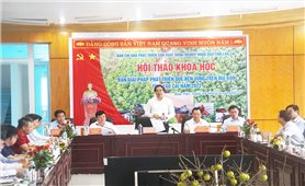 Lào Cai: Tập trung phát triển bền vững sản phẩm quế