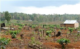 Giải phóng nguồn lực đất đai cho đồng bào DTTS: Tài nguyên đất rừng bị xâm hại (Bài 2)