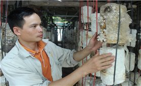 Chàng trai người Thái thu tiền tỷ từ trồng nấm bằng phụ phẩm nông nghiệp