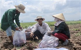 Gia Lai: Hỗ trợ nông dân xã Chư A Thai sản xuất khoai lang theo hướng VietGAP
