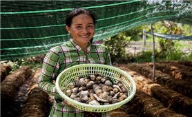 Giồng Riềng (Kiên Giang): Đồng bào Khmer ổn định kinh tế nhờ trồng nấm rơm