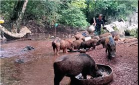 Mô hình nuôi lợn rừng giúp đồng bào DTTS ở Quảng Trị thoát nghèo bền vững
