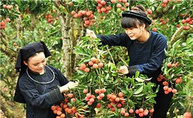 Bắc Giang: Khai mạc Tuần du lịch “Về miền quả ngọt” năm 2022