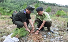Tây Giang (Quảng Nam): Trồng và bảo vệ rừng để phát triển bền vững