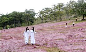 Hấp dẫn Mùa hội cỏ hồng trên cao nguyên Lang Biang