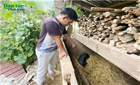 Chuyện lạ ở Lai Châu: Người dân nhận lợn giống không biết từ đâu, nuôi mấy hôm lăn ra chết hàng loạt! (Bài 1)