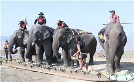 Đắk Lắk: Mở tiệc Buffet chiêu đãi... đàn voi nhà