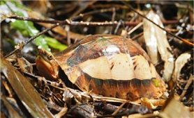 Phát hiện nhiều cá thể rùa quý hiếm tại Khu bảo tồn thiên nhiên Xuân Liên