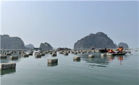 Quảng Ninh: Di dời, giải tỏa diện tích nuôi trồng thủy sản trái phép trước ngày 30/4