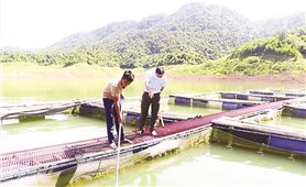 Huyện miền núi xứ Thanh phát triển nghề nuôi cá lồng