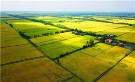 Giảm 30% tiền thuê đất, thuê mặt nước cho đối tượng bị ảnh hưởng bởi dịch COVID-19