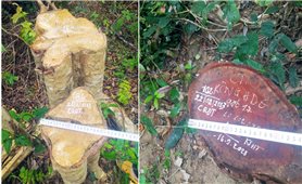 Gia Lai: Điều tra, xác định đối tượng khai thác rừng trái pháp luật tại huyện Kông Chro