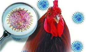 TP. Hồ Chí Minh: Tăng cường các hoạt động giám sát ngăn chặn dịch bệnh H5N1 bùng phát và lây lan