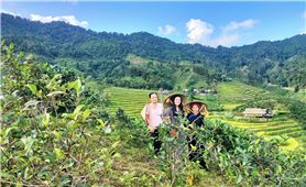 Lào Cai: Huyện vùng cao Bắc Hà trồng mới 51 ha cây chè Shan tuyết
